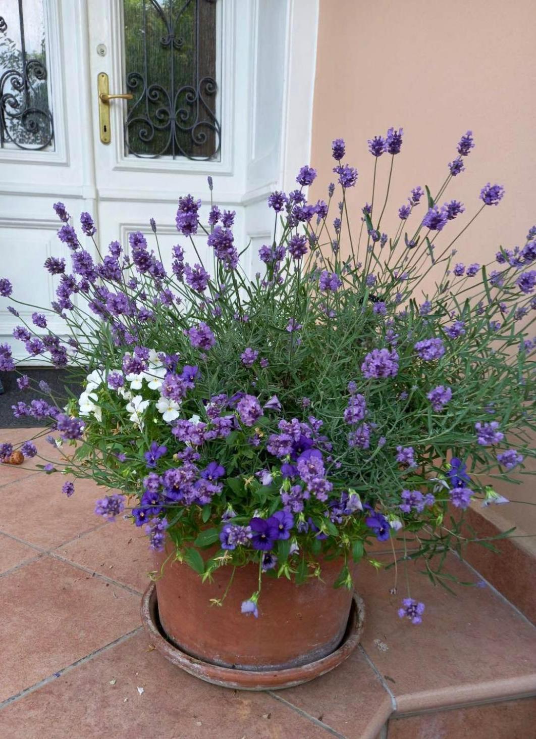 בפורטורוז Villa Milada מראה חיצוני תמונה